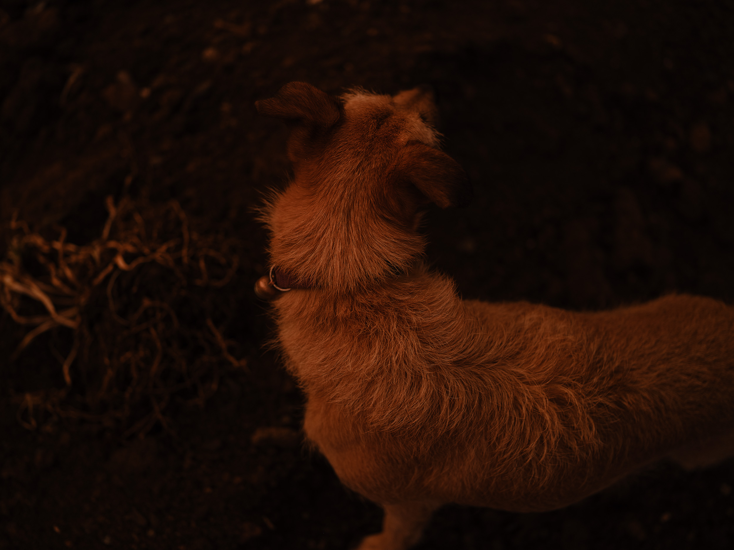 Pina the dog at sunset